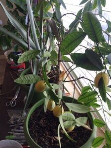 how-to-grow-tropical-plants-indoors